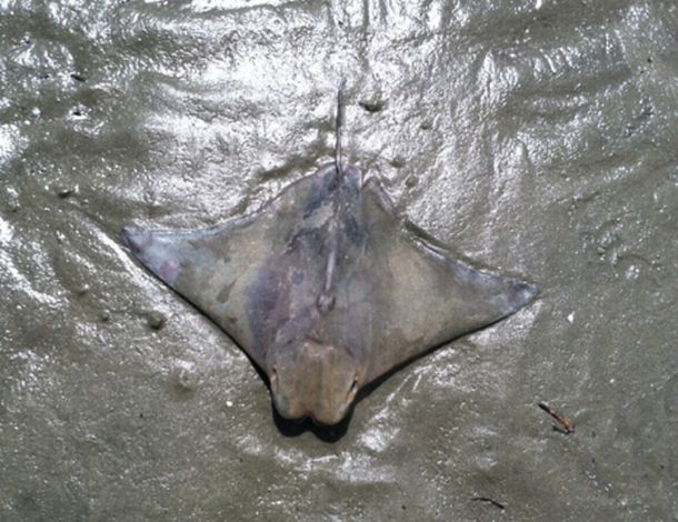 OMG! Stingray photo reveals Jesus